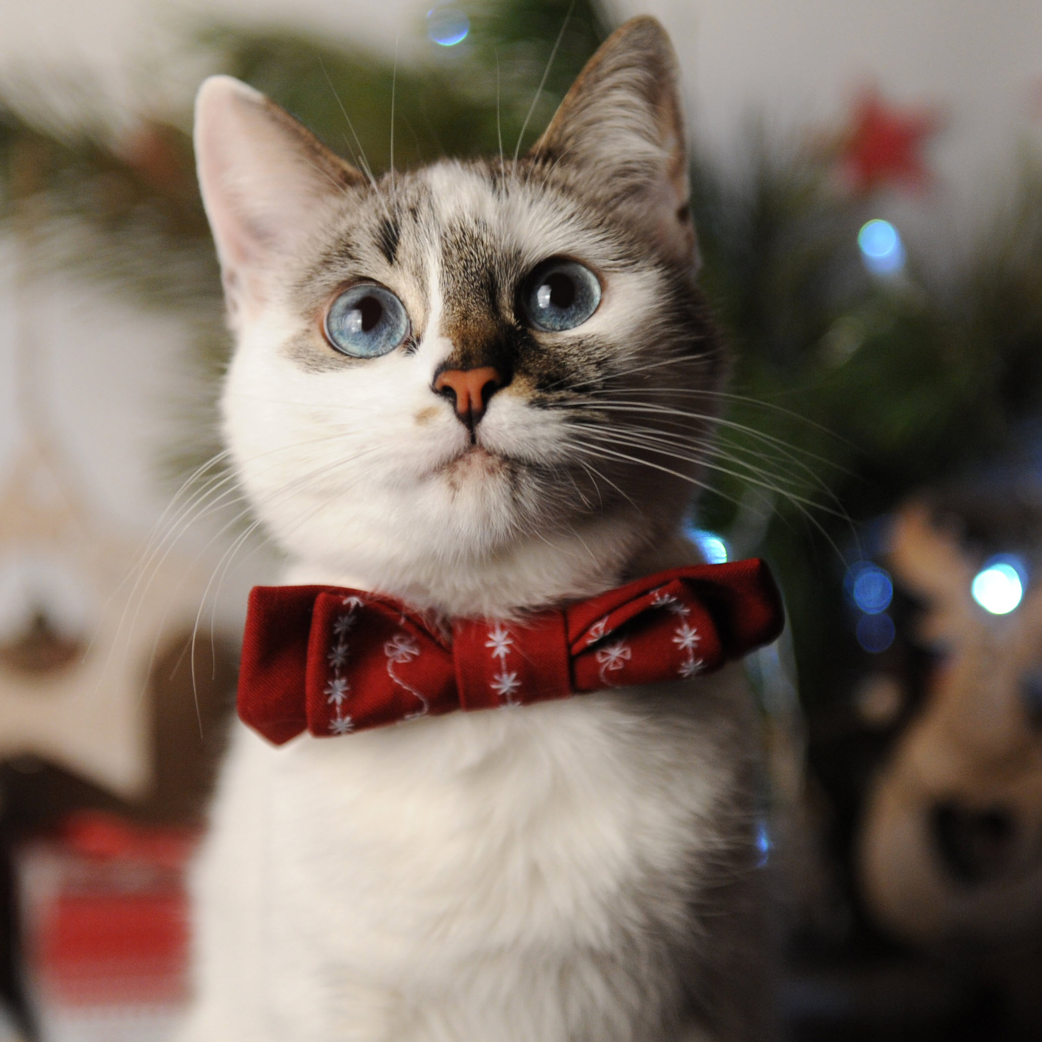 White Cat